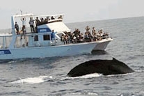 有限会社ニュース 宇田川大輔