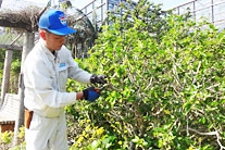 海洋博公園・植物管理チーム（熱帯ドリームセンター担当） 仲松　辰弥