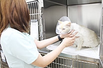 動物病院２２時 名嘉眞　彩友美